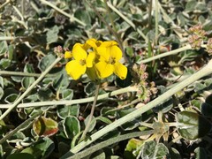 Erysimum menziesii