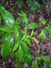 Pittosporum illicioides