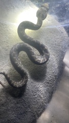 Crotalus armstrongi