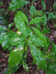 Pittosporum illicioides