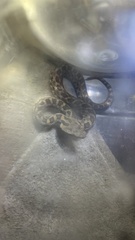 Crotalus armstrongi