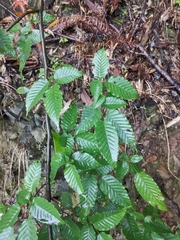 Carpinus turczaninovii
