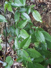 Carpinus turczaninovii