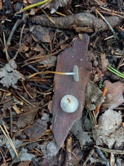 Strobilurus tenacellus