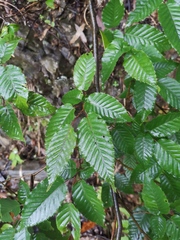 Carpinus turczaninovii