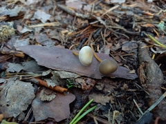 Strobilurus tenacellus