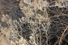 Tetradymia stenolepis
