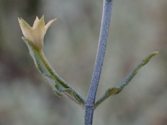 Teucrium racemosum
