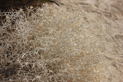 Tetradymia stenolepis