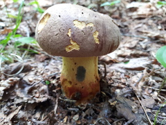 Butyriboletus brunneus