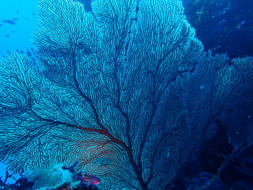Photo of Giant fan gorgonian (Subergorgia mollis)