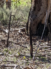 Ptilotula penicillata