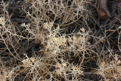 Tetradymia stenolepis