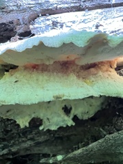 Tyromyces galactinus