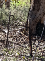 Ptilotula penicillata