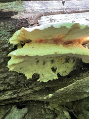 Tyromyces galactinus