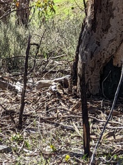 Ptilotula penicillata