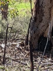 Ptilotula penicillata