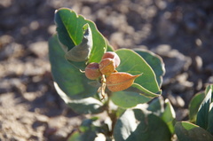 Astragalus asclepiadoides