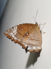 Elymnias hypermnestra