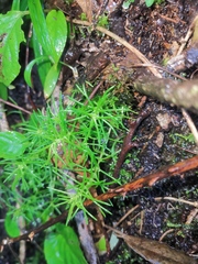 Sagina japonica
