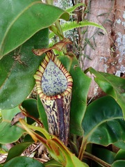 Nepenthes stenophylla