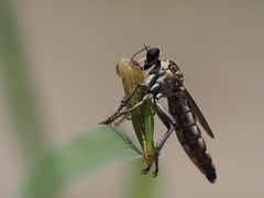 Stichopogon abdominalis