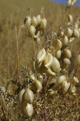 Astragalus asymmetricus