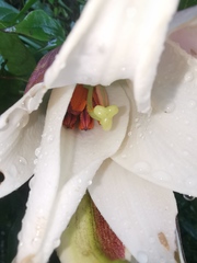 Lilium brownii