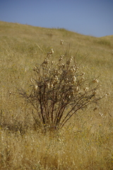 Astragalus asymmetricus