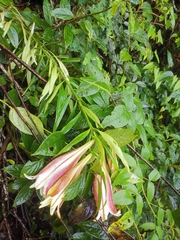 Lilium brownii