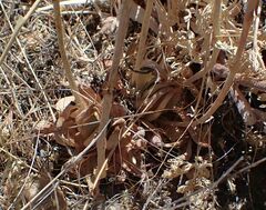 Dudleya abramsii abramsii