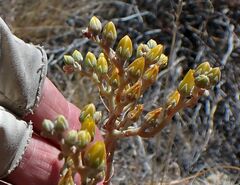 Dudleya abramsii abramsii