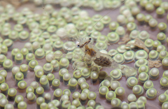 Periclimenes obscurus