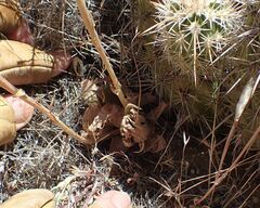 Dudleya abramsii abramsii