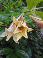 Lilium brownii