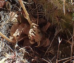 Dudleya abramsii abramsii