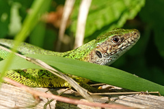 Lacerta viridis