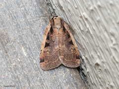 Eueretagrotis sigmoides