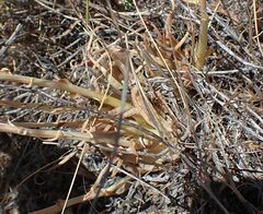 Dudleya abramsii abramsii