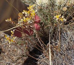 Dudleya abramsii abramsii