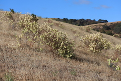 Astragalus asymmetricus