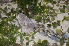 Holothuria scabra