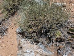 Dudleya abramsii abramsii