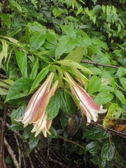 Lilium brownii