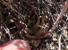Dudleya abramsii abramsii