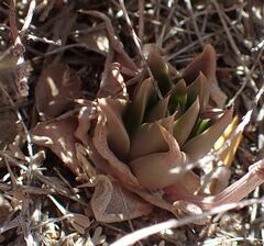 Dudleya abramsii abramsii