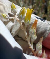 Dudleya abramsii abramsii