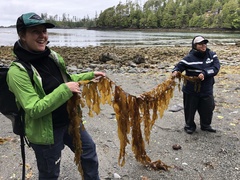 Desmarestia herbacea