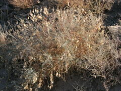 Astragalus asymmetricus
